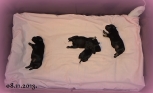 Sleeping ... 