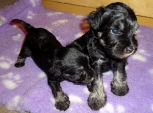 two puppies... 01.12.2013. 