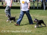 CACIB Varaždin,Meli 23.5.09.   