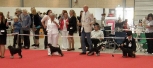 World Dog Show,Denmark -Herning Točkica 