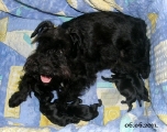New black puppies.... 06.06.2011.   