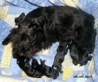 New black puppies.... 06.06.2011.   
