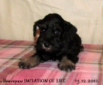 FEMALE,Bravepaw IMITATION OF LIFE, 13.12.2011.   
