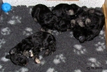 All puppies sleep, 13.12.2011.  