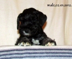 Male-Bravepaw Jourdan Louis, 02.01.2012.   