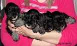 my puppies.... 25.12.2011. 