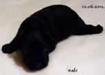 MALE,3 weeks old, 10.06.2012