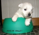 Male 1-10.02.10.  